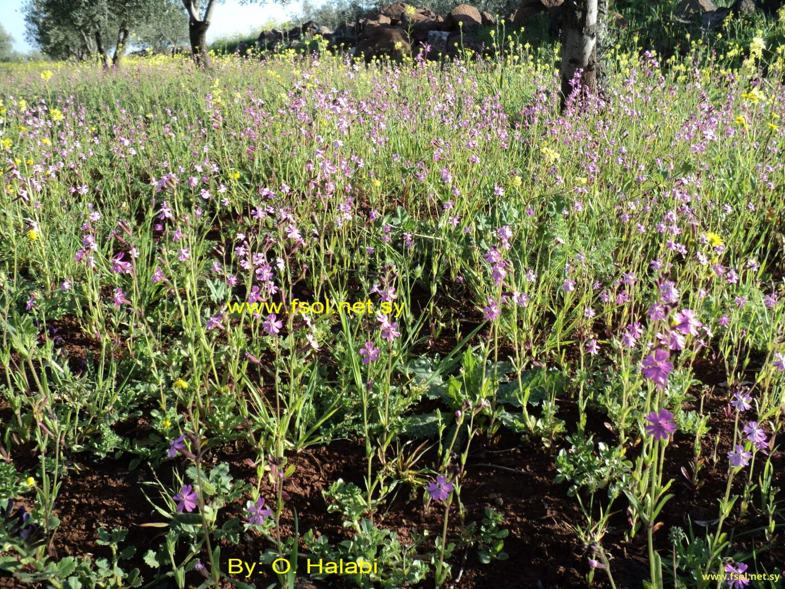 Silene damascena Boiss.